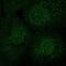 SEC14 Like Lipid Binding 2 antibody, NBP2-39029, Novus Biologicals, Immunofluorescence image 