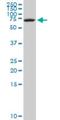 Nuclear Factor I X antibody, H00004784-M08, Novus Biologicals, Western Blot image 