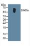 Glutamic--Pyruvic Transaminase antibody, LS-B14603, Lifespan Biosciences, Western Blot image 