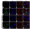 Cyclin Dependent Kinase 4 antibody, 711586, Invitrogen Antibodies, Immunofluorescence image 