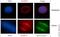 RAN Binding Protein 2 antibody, ab64276, Abcam, Immunofluorescence image 