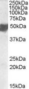 CXADR Like Membrane Protein antibody, MBS422115, MyBioSource, Western Blot image 