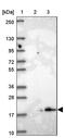 Zinc Finger Protein 581 antibody, PA5-63763, Invitrogen Antibodies, Western Blot image 