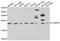 Cilia And Flagella Associated Protein 20 antibody, A7099, ABclonal Technology, Western Blot image 