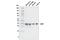 Cyclin Dependent Kinase 7 antibody, 42863S, Cell Signaling Technology, Western Blot image 