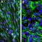 Fibrillarin antibody, M03178-3, Boster Biological Technology, Immunohistochemistry frozen image 