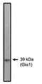 G Protein Subunit Alpha I1 antibody, orb86878, Biorbyt, Western Blot image 