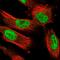 Nuclear FMR1 Interacting Protein 1 antibody, HPA029958, Atlas Antibodies, Immunofluorescence image 