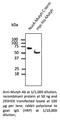 MutY DNA Glycosylase antibody, AB0118-200, SICGEN, Western Blot image 