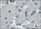 Growth Hormone Secretagogue Receptor antibody, 252163, Abbiotec, Immunohistochemistry paraffin image 