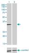 Annexin A3 antibody, H00000306-M12, Novus Biologicals, Western Blot image 
