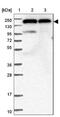 DExH-Box Helicase 29 antibody, NBP1-85272, Novus Biologicals, Western Blot image 