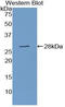 Cystathionine Gamma-Lyase antibody, LS-C293607, Lifespan Biosciences, Western Blot image 