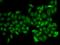 Ataxin 1 antibody, orb247306, Biorbyt, Immunofluorescence image 