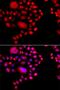 DNA-directed RNA polymerases I and III subunit RPAC2 antibody, PA5-76329, Invitrogen Antibodies, Immunofluorescence image 