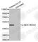 Mitogen-Activated Protein Kinase Kinase 1 antibody, AP0209, ABclonal Technology, Western Blot image 