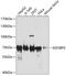 Insulin Like Growth Factor 2 MRNA Binding Protein 3 antibody, 22-006, ProSci, Western Blot image 