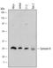 Syntaxin 8 antibody, PA5-48080, Invitrogen Antibodies, Western Blot image 