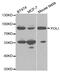 POLI antibody, PA5-76643, Invitrogen Antibodies, Western Blot image 