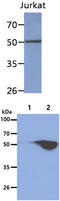 Protein Phosphatase, Mg2+/Mn2+ Dependent 1F antibody, MBS200255, MyBioSource, Western Blot image 