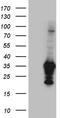 Galectin 3 antibody, LS-C793884, Lifespan Biosciences, Western Blot image 