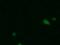 N-Acetyltransferase 1 antibody, orb73665, Biorbyt, Immunofluorescence image 
