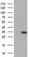 Nucleotide Binding Protein Like antibody, MA5-25734, Invitrogen Antibodies, Western Blot image 