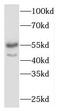 Mitogen-Activated Protein Kinase 10 antibody, FNab04987, FineTest, Western Blot image 