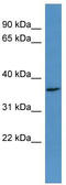 Olfactory receptor 2H2 antibody, TA342712, Origene, Western Blot image 