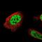 Apoptosis inhibitor 5 antibody, NBP1-89326, Novus Biologicals, Immunofluorescence image 