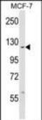 ABL Proto-Oncogene 1, Non-Receptor Tyrosine Kinase antibody, PA5-14760, Invitrogen Antibodies, Western Blot image 