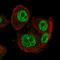 Scm Polycomb Group Protein Like 1 antibody, HPA061397, Atlas Antibodies, Immunofluorescence image 