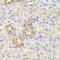 Chromatin Assembly Factor 1 Subunit B antibody, LS-C335645, Lifespan Biosciences, Immunohistochemistry frozen image 
