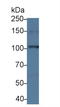 Contactin 6 antibody, LS-C375026, Lifespan Biosciences, Western Blot image 