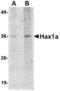HCLS1 Associated Protein X-1 antibody, TA306615, Origene, Western Blot image 