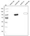 TEK Receptor Tyrosine Kinase antibody, AP31728PU-N, Origene, Western Blot image 