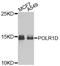 DNA-directed RNA polymerases I and III subunit RPAC2 antibody, PA5-76329, Invitrogen Antibodies, Western Blot image 