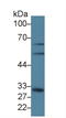 Glutamate-Cysteine Ligase Modifier Subunit antibody, LS-C722958, Lifespan Biosciences, Western Blot image 