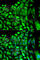 Phosphoglycerate Kinase 1 antibody, A1965, ABclonal Technology, Immunofluorescence image 