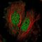 Spermatogenesis Associated 33 antibody, PA5-67270, Invitrogen Antibodies, Immunofluorescence image 