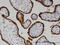 Lanosterol Synthase antibody, LS-C133906, Lifespan Biosciences, Immunohistochemistry paraffin image 