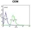 Tetraspanin 7 antibody, abx032328, Abbexa, Western Blot image 