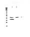 Carboxypeptidase A1 antibody, A05985-1, Boster Biological Technology, Western Blot image 