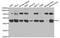 Integrin Linked Kinase antibody, MBS125125, MyBioSource, Western Blot image 