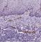 Von Willebrand Factor antibody, NBP1-84762, Novus Biologicals, Immunohistochemistry paraffin image 