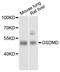 Gasdermin D antibody, STJ112203, St John