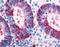Dickkopf WNT Signaling Pathway Inhibitor 1 antibody, LS-A2866, Lifespan Biosciences, Immunohistochemistry frozen image 