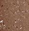 TPPP antibody, NBP1-80962, Novus Biologicals, Immunohistochemistry frozen image 