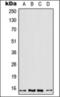 Profilin 2 antibody, orb376092, Biorbyt, Western Blot image 