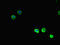 T-SNARE Domain Containing 1 antibody, LS-C679906, Lifespan Biosciences, Immunofluorescence image 